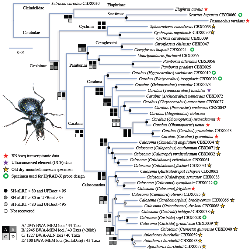 Figure 3 - Phylogenetic Relationships