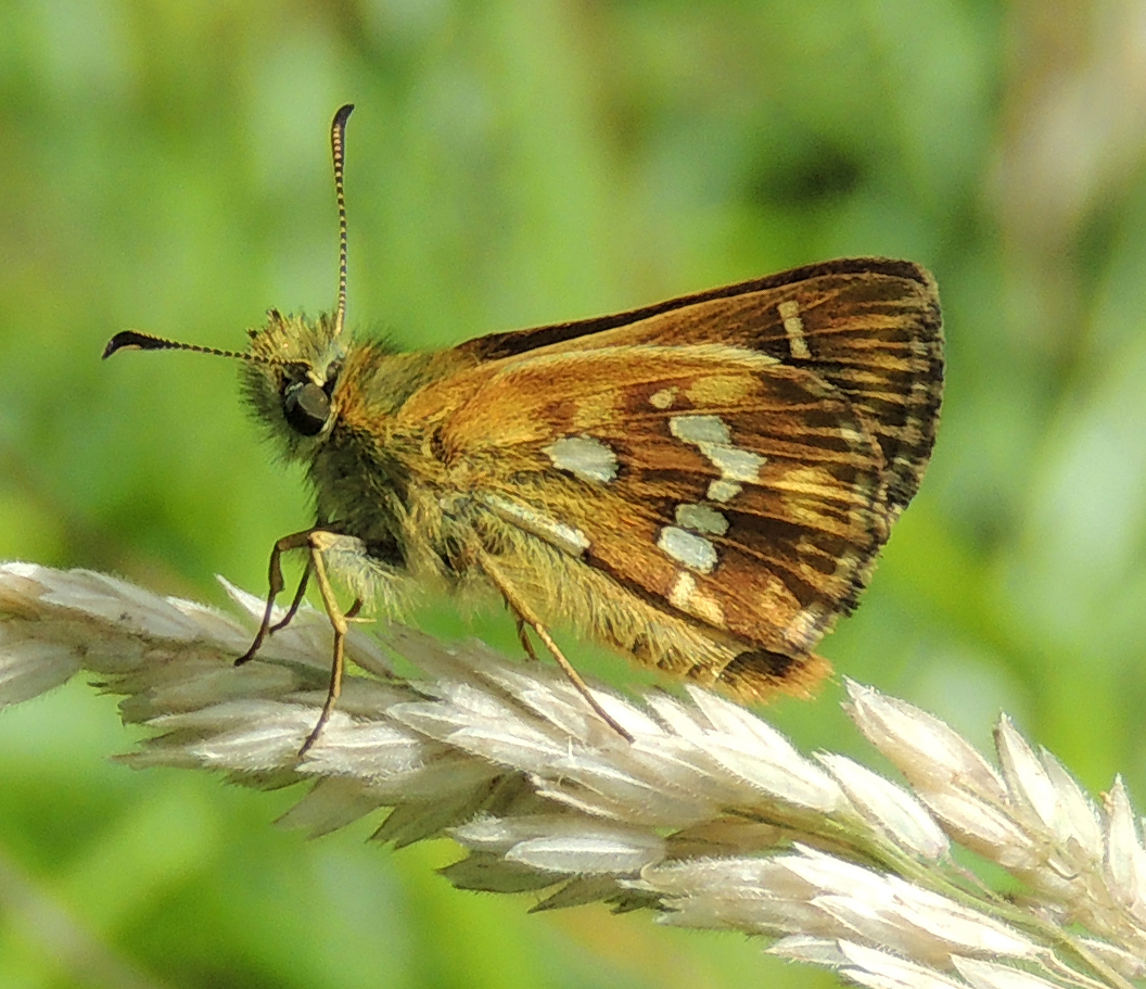 Atkinsia dominula_Polblue Swamp, Barrington Tops, NSW © MF Braby 3024 edited