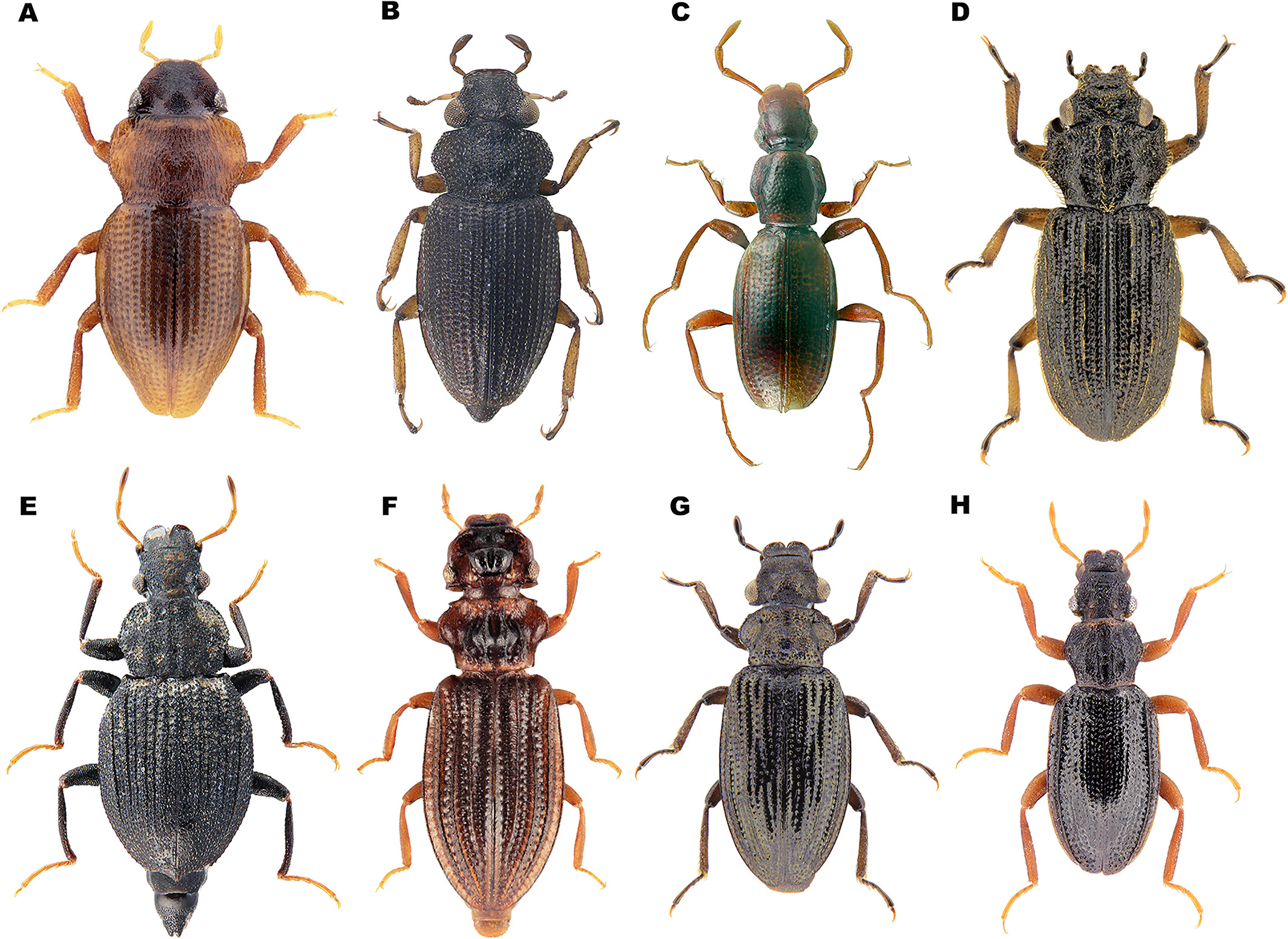 syen12567-fig-0001-m